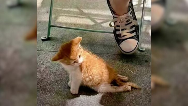 Girl Callously Abandons Her Paralyzed Kitten At A Café, Leaving Without A Second Glance