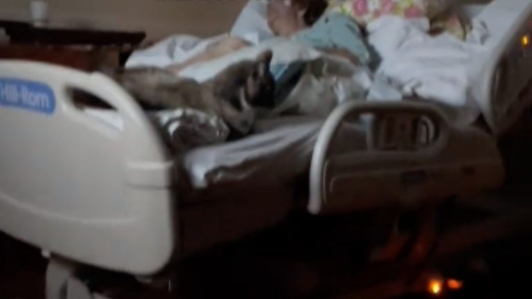 cat with grandma in hospital