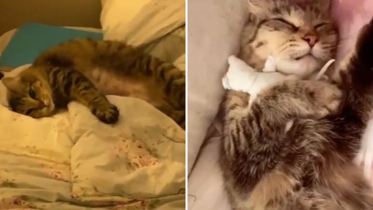 Grieving Mama Cat Finds Comfort In An Unusual Way With The Help Of Her Owner