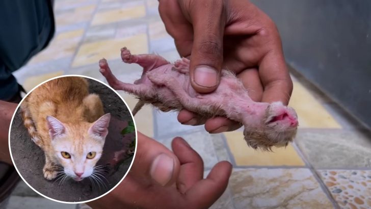 Heartbroken Mama Cat Pleads With A Stranger ‘Please, Save My Babies’