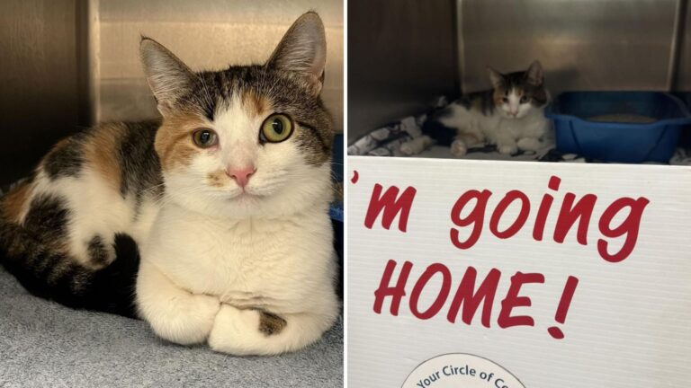 Here’s The News We’ve All Been Waiting For: Ohio Cat Rejected For Her Eyes Finally Gets Lucky
