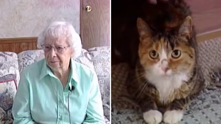 Heroic Cat Faces Four Pit Bulls To Save Her 97-Year-Old Owner From Brutal Attack