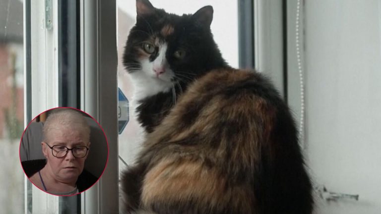 cat sitting on windowsill