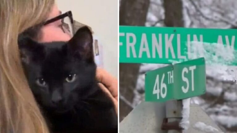 Heroic Delivery Driver In Iowa Saves Cat Cruelly Thrown From A Moving Vehicle