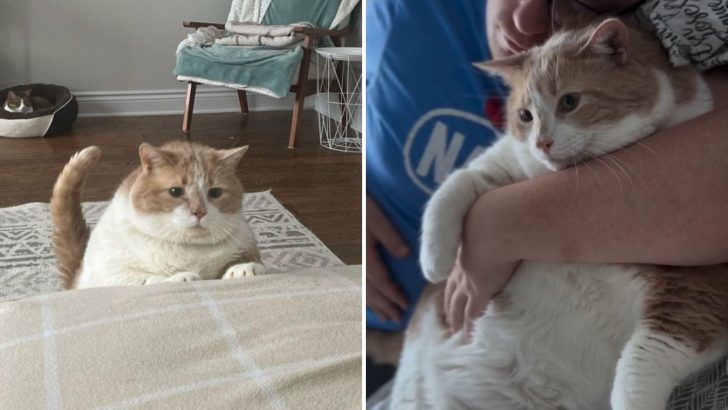 How One Family Changed The Life Of An Overweight Abandoned Cat