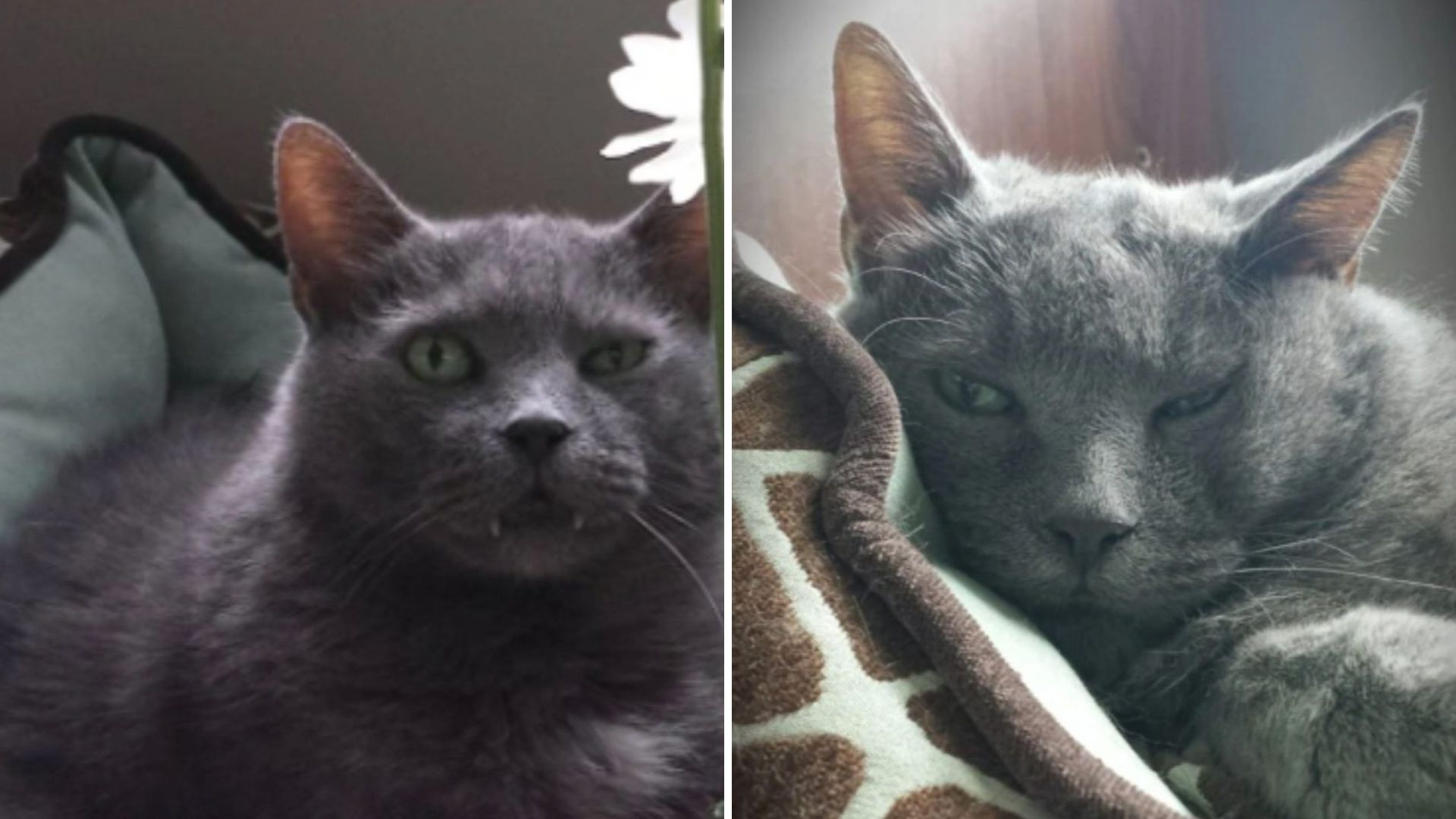 Illinois Man Opens His Heart To A Senior Shelter Cat Who’d Been Overlooked For Too Long