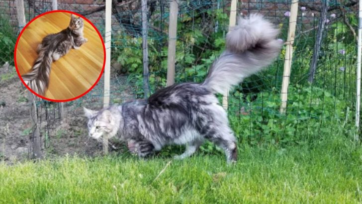 Incredible Maine Coon Sets Guinness World Record For The Longest And Most Impressive Tail Ever