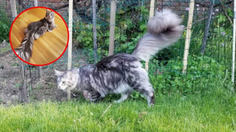 Incredible Maine Coon Sets Guinness World Record