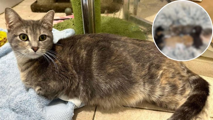 Kind People Take In Cat Abandoned By Their Neighbors, Only To Discover She’s Hiding A Big Secret