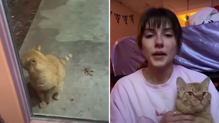 Kindhearted Californian Takes In Chatty Orange Cat And Changes His Life Forever