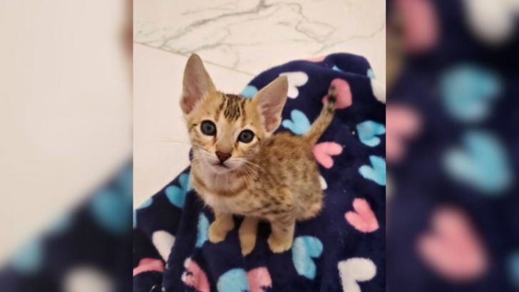 Kitten Crushed By Mom During Birth Was Close To Being Euthanized But Then A Miracle Happened