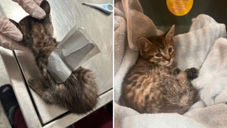 Kitten Found Wrapped In Duct Tape Among 38 Neglected Animals In Pennsylvania Home