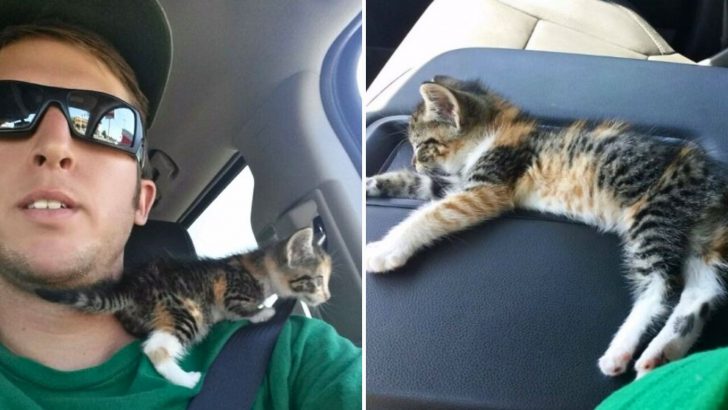 Kitten Rescued From The Busy Street Finds Peace And Falls Asleep In Her Hero’s Truck