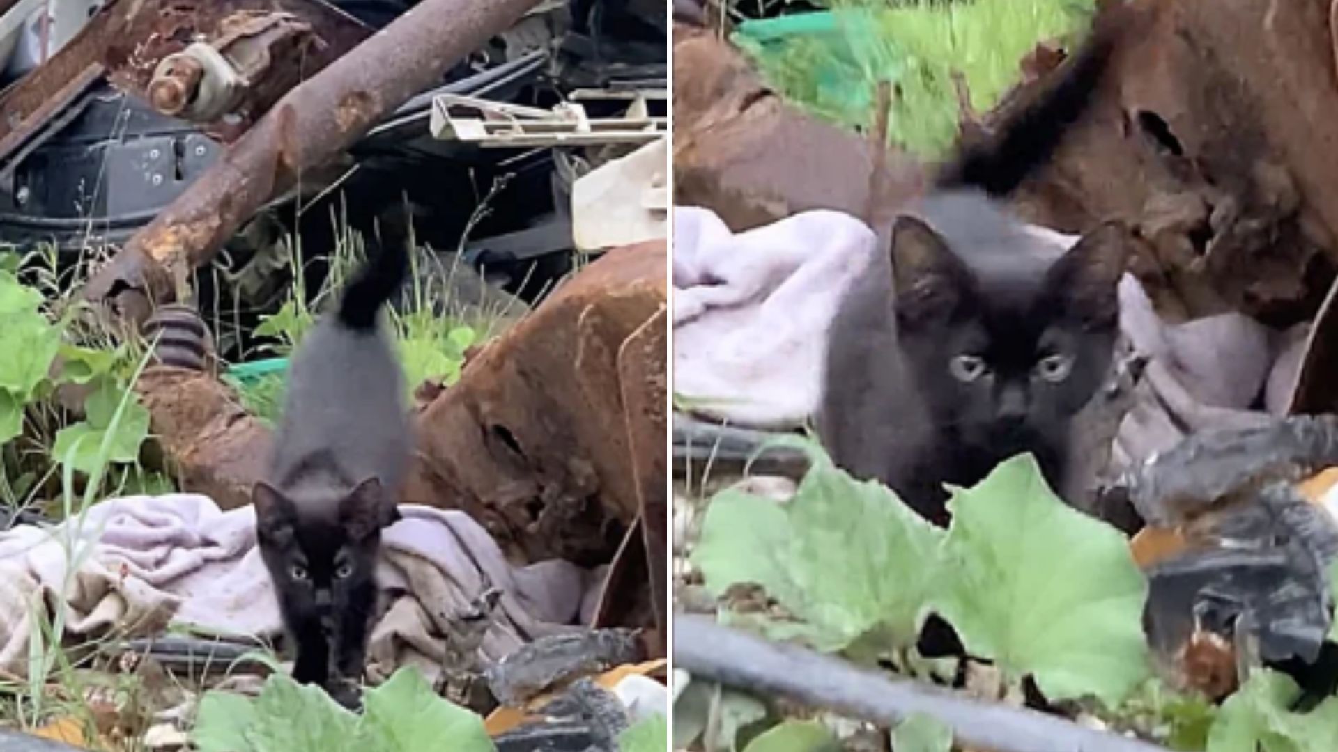 kitten jumping out of the woods