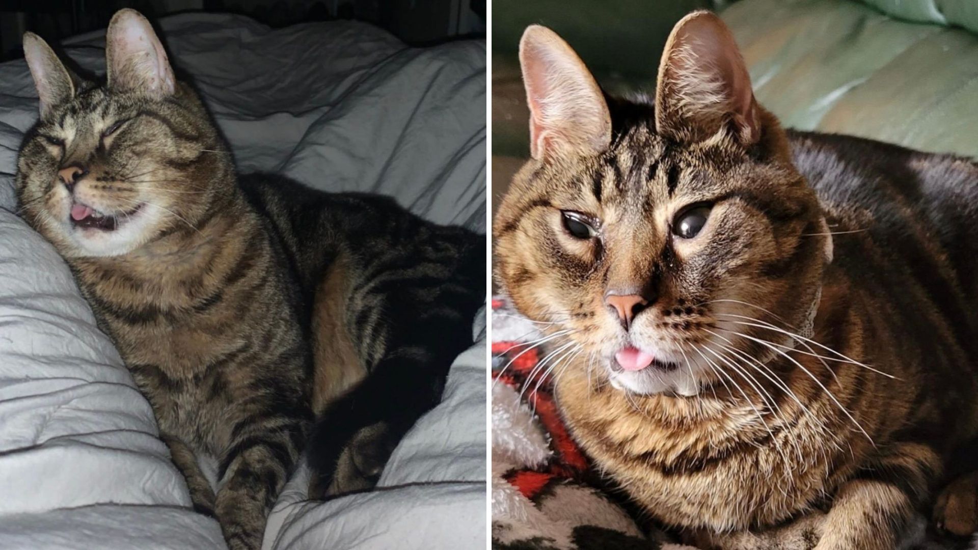 Los Angeles Shelter Cat Ignored For Looks Finally Gets A Loving Home