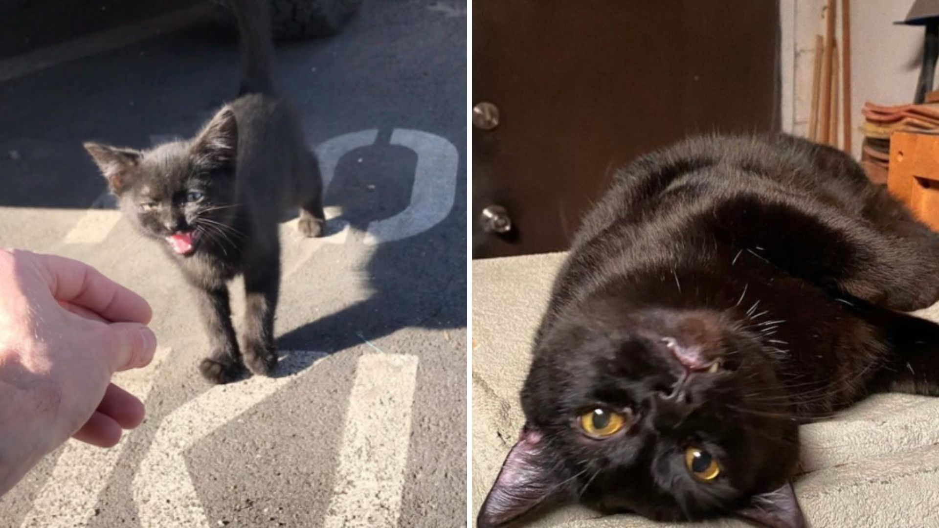 Los Angeles Shop Gets Adorable Visitor Who Instantly Wins Everyone Over