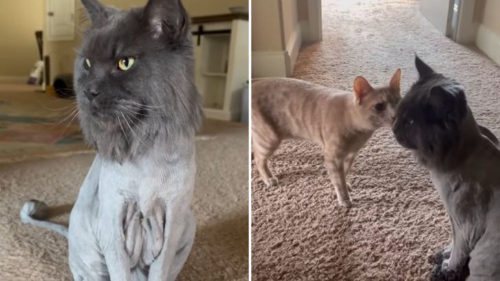 Maine Coon Cat Gets A ‘Shaved’ Makeover And His Feline Sibling Can’t Contain The Shock