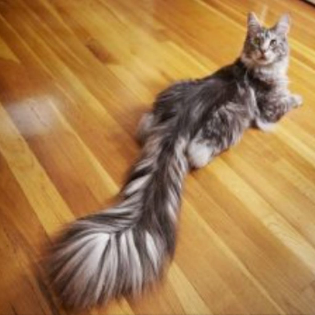 Maine Coon lying on the laminate with a long tail