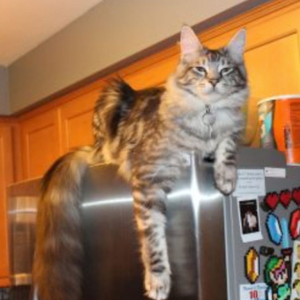 Maine Coon sitting on the fridge