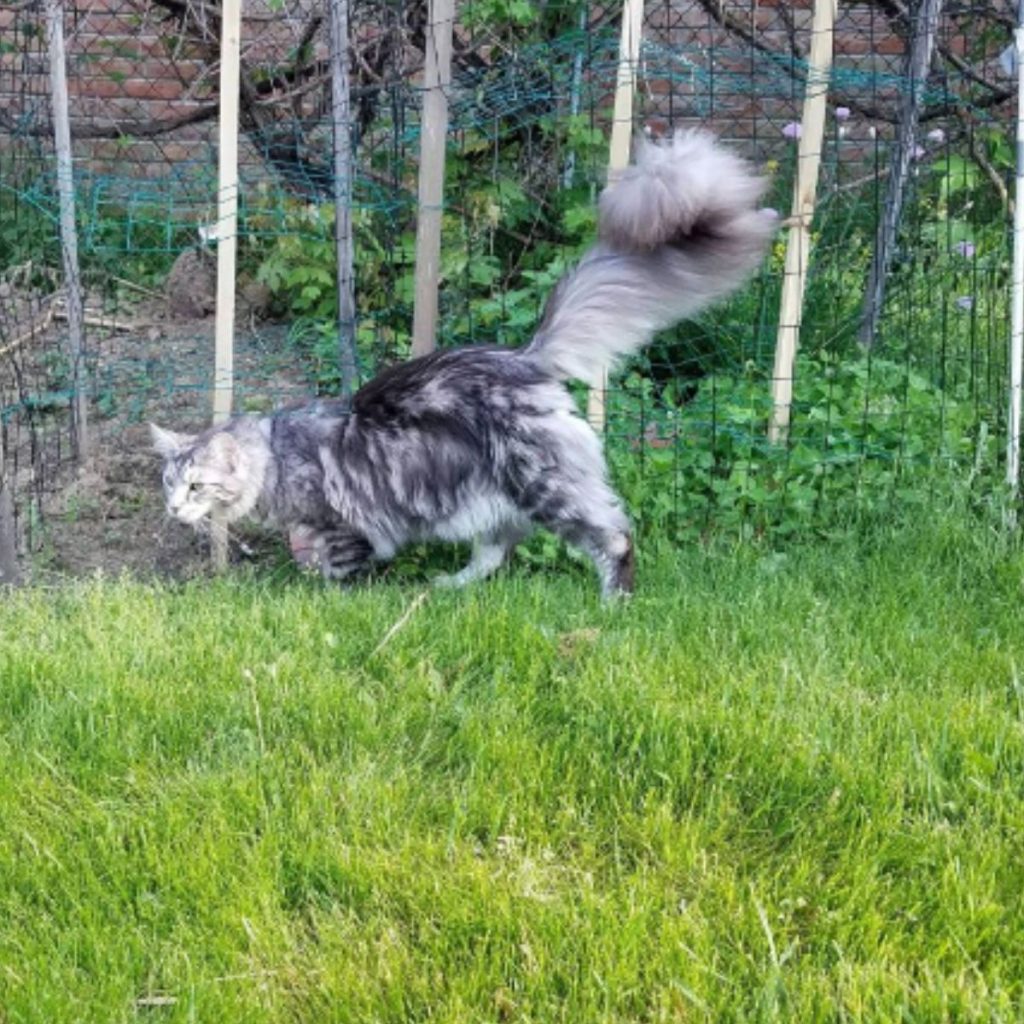 Maine Coon walks around the garden