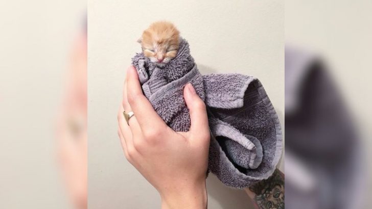 Man Leaves Newborn Kitten At California Petco And Disappears Without A Trace