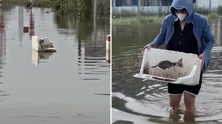 woman saving a kitten