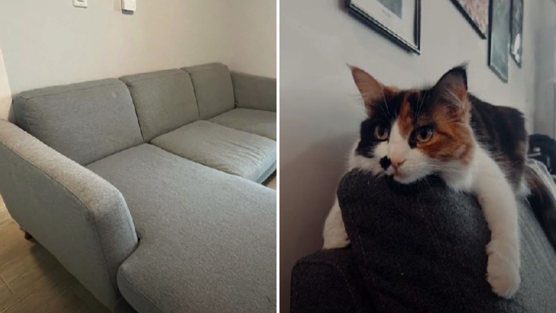 cat hidden inside a couch