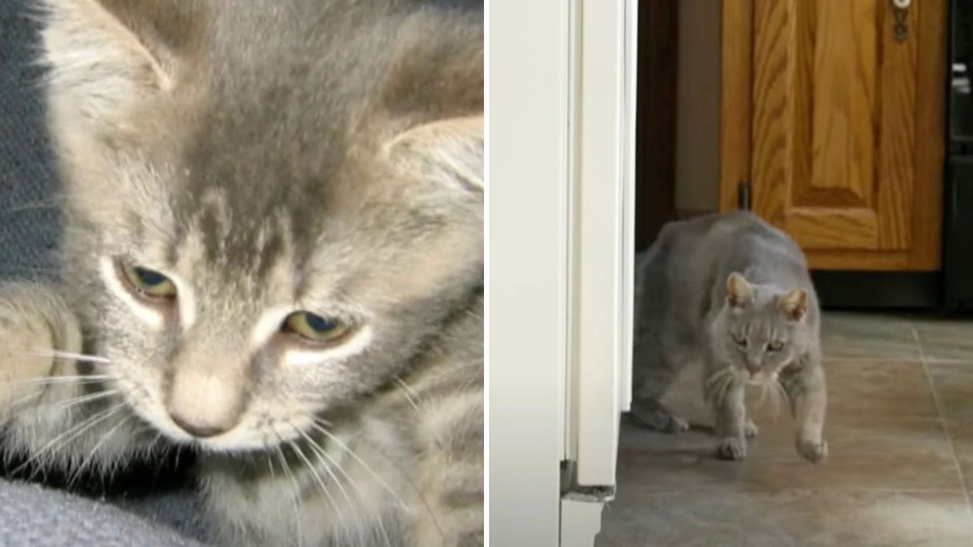 Maryland Couple Reunited With Their Beloved Cat After 16 Long Years