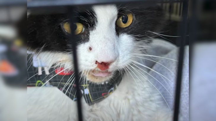 Missing Cat Comes Back To His Owner And His Cries For Help Reveal Something Shocking