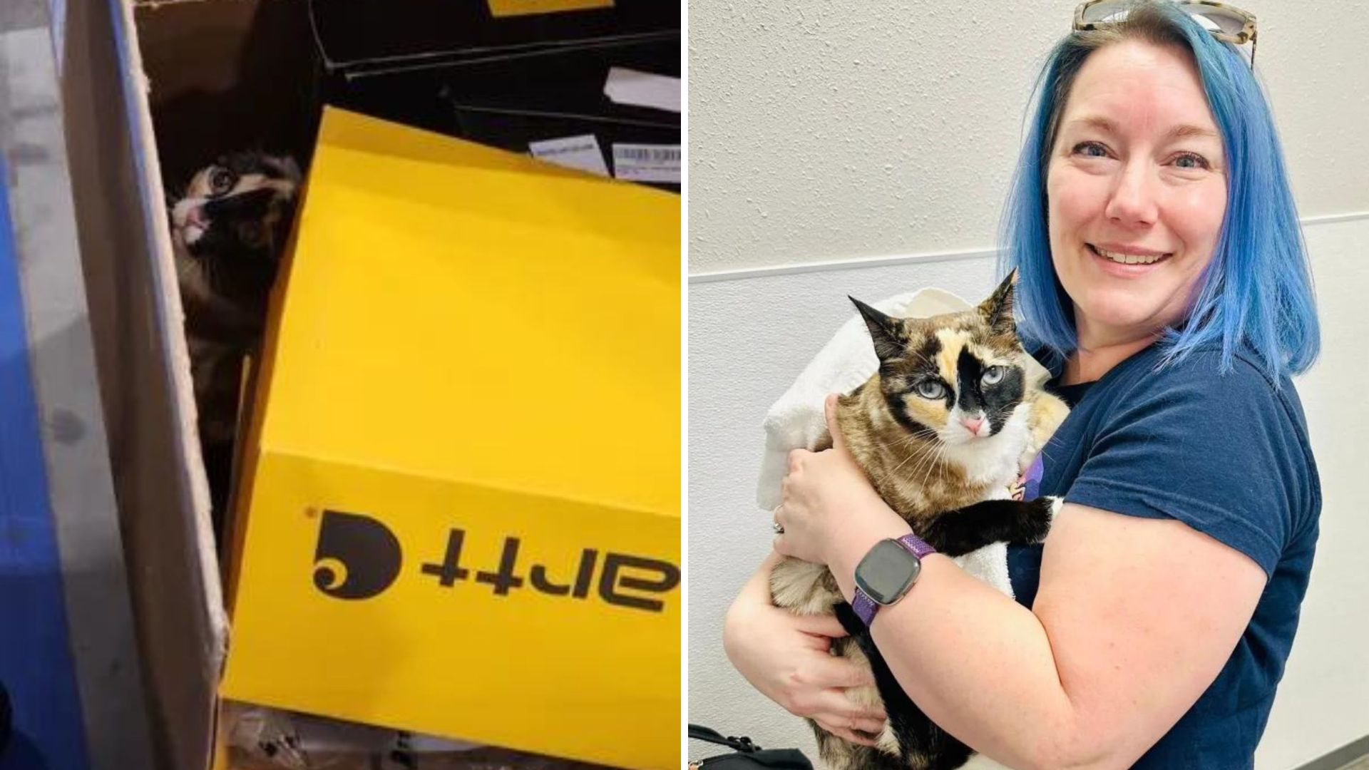 Missing Cat From Utah Found In An Amazon Box All The Way In California