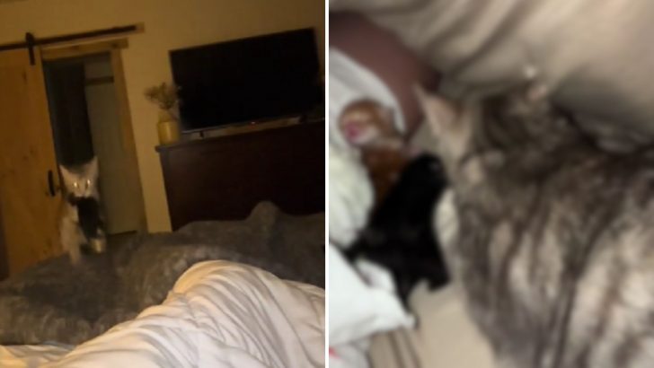 Mother Cat Brings Her Kittens To Her Owner’s Bed As If Saying ‘I Need Some Rest’