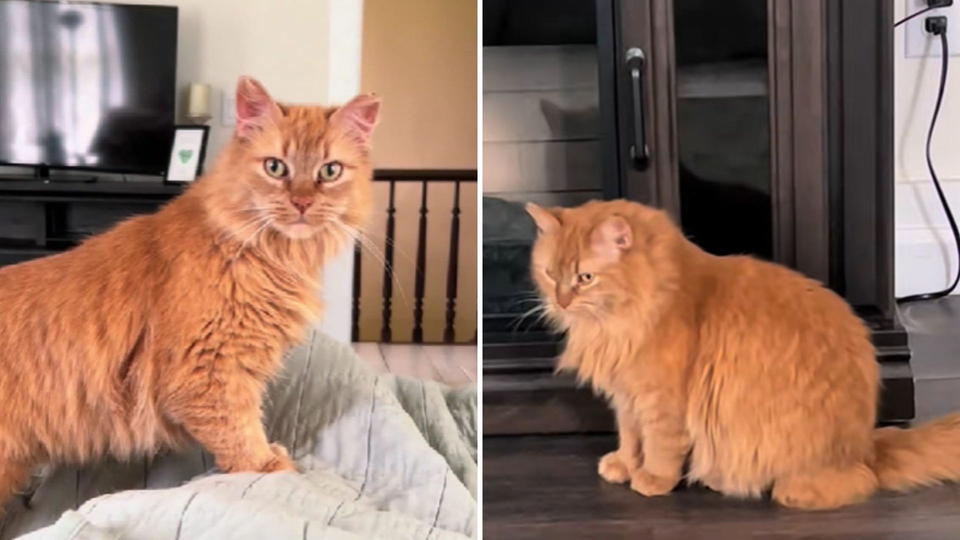 NY Cat Leaps Out Of Bed As Soon As She Realizes Her Owner Is Under The Covers