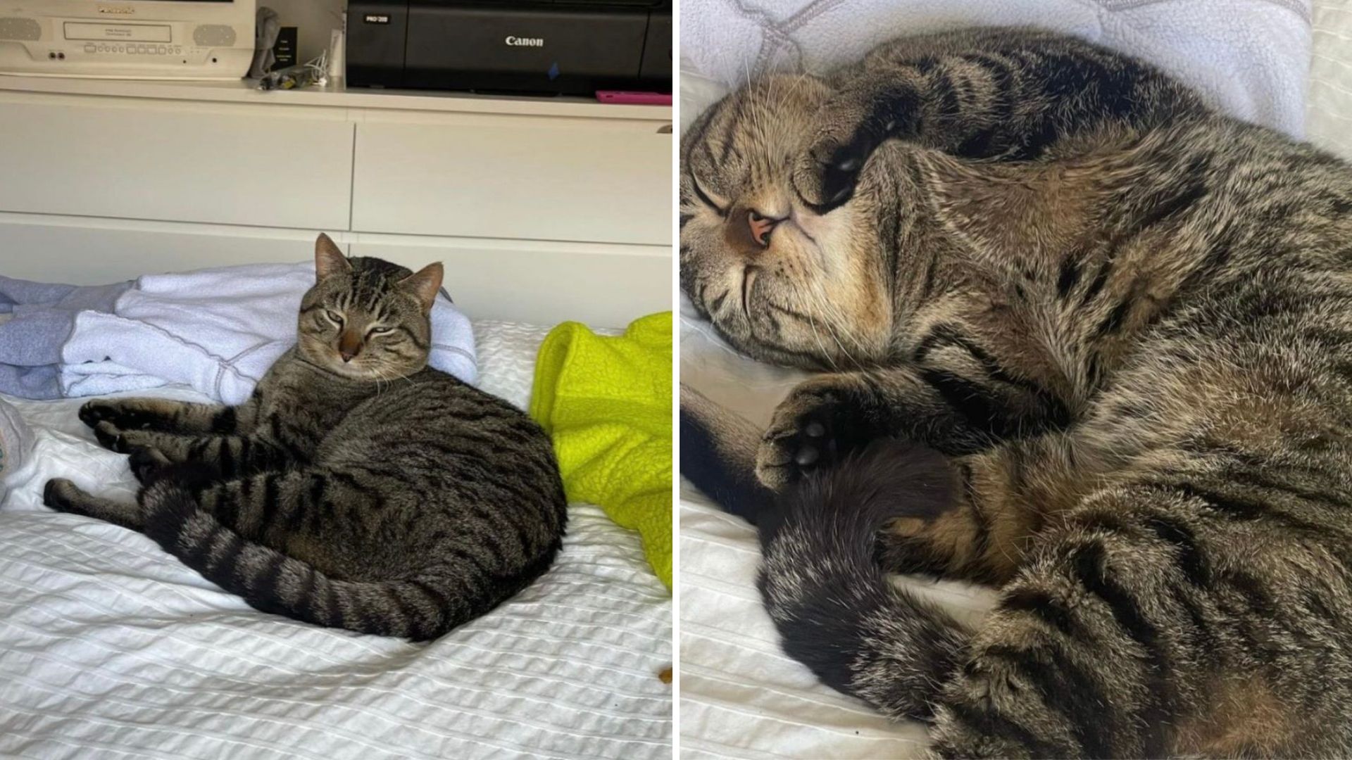 NYC Gentle Giant Rescued After Being Found Lost And Alone On The Streets