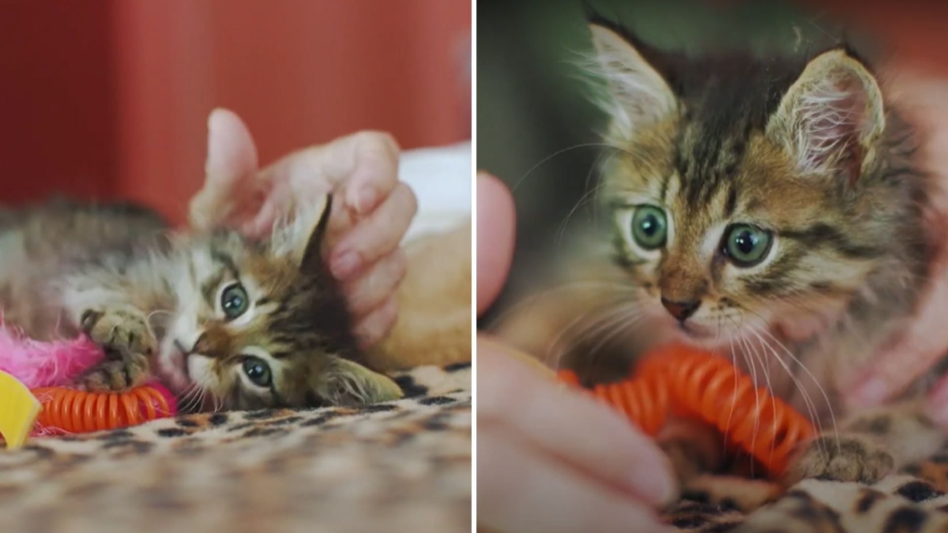 New York Kitten Trapped In Rat Glue At Hotel Rescued By Compassionate Stranger
