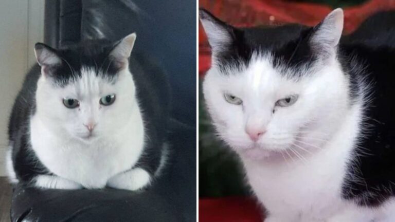 North Carolina Kitty Branded 'The World’s Worst Cat' And The Reason Why Will Surprise You