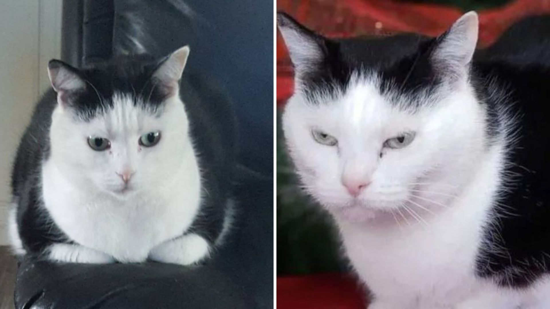 North Carolina Kitty Branded 'The World’s Worst Cat' And The Reason Why Will Surprise You