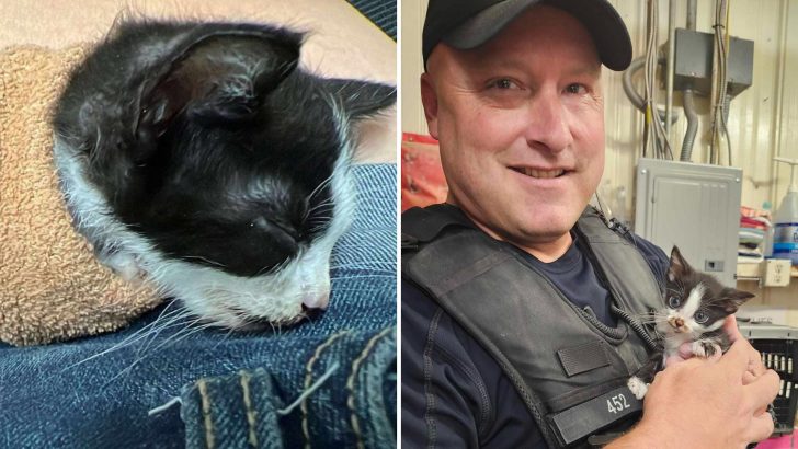 Officer Saves Terrified Kitten Used As A Ball By A Group Of Kids, Then Takes An Extraordinary Step