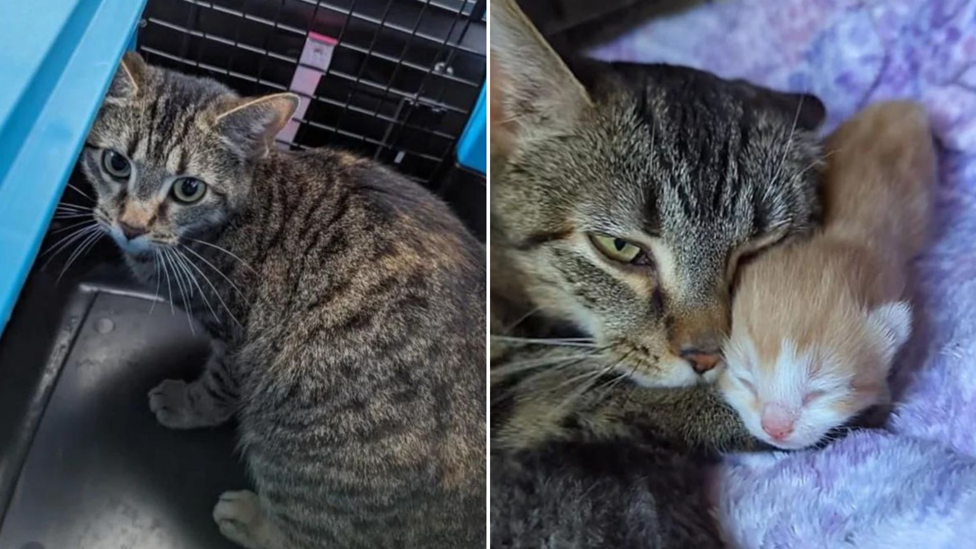 pregnant cat abandoned