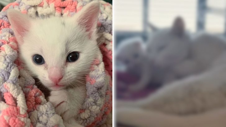 Rescuers Arrive To Pick Up A Kitten But His Mother Needed Urgent Care