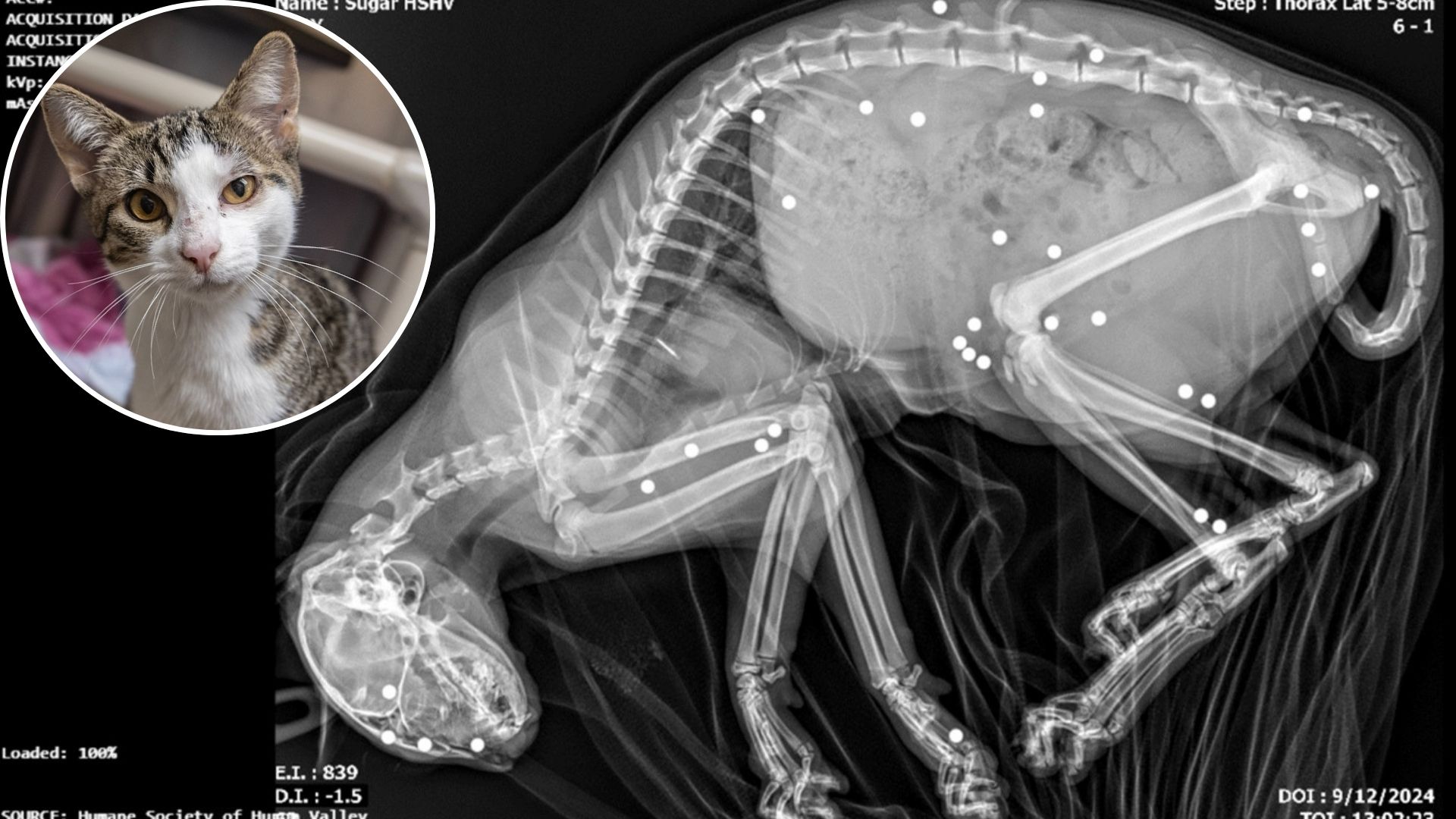 x-ray of cat