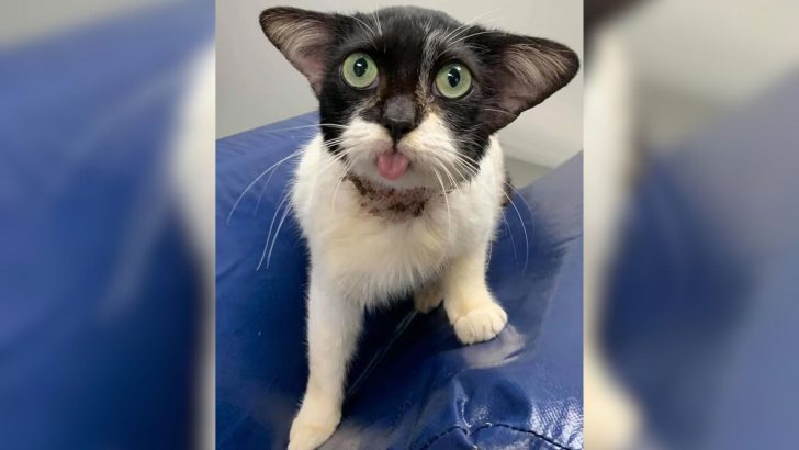 Rescuing Yoda-Like Cat Leads To Controversy As A Woman Claims Her But Shelter Disagrees