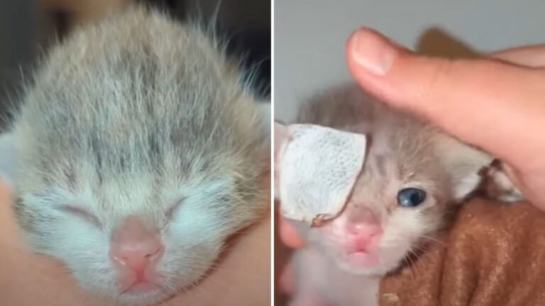 Resilient Louisiana Kitten Overcomes Obstacles After Losing An Eye
