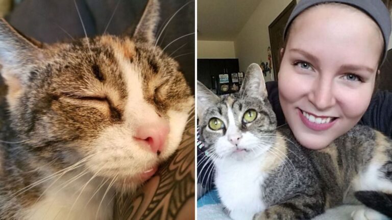 Senior Deaf Cat Spends Years In Texas Shelter Before Finding Her Forever Human