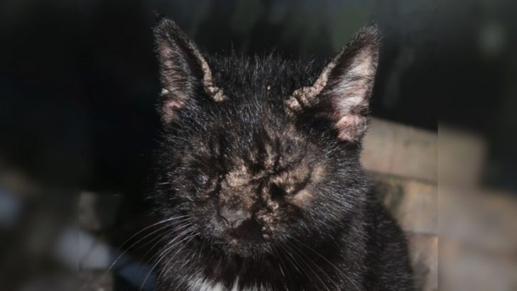 Severely Ill Cat Found Behind A Car Wash, Leading To A Three-Day Rescue Mission