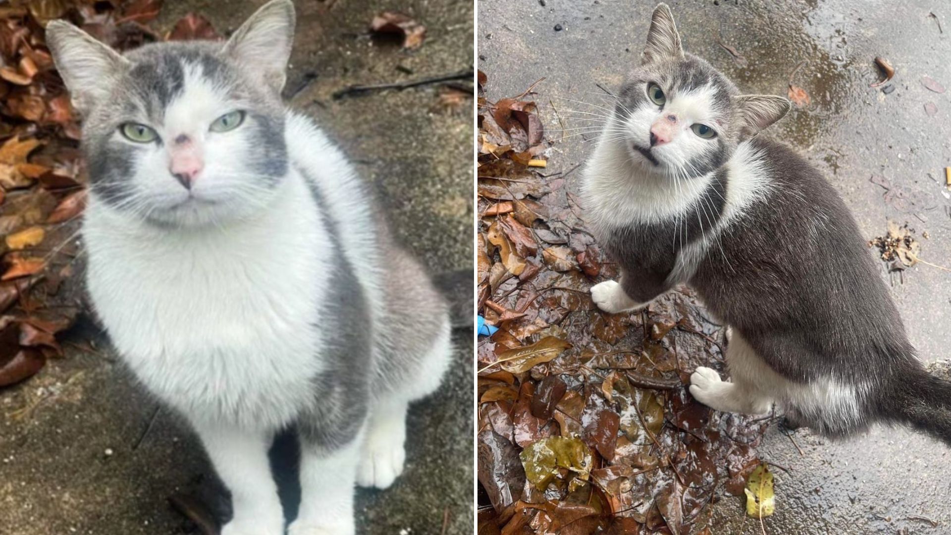 abandoned cat