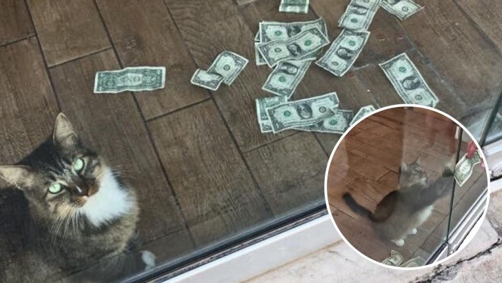 Sneaky Cat Obsessed With Money Has Come Up With A Clever Plan To Steal Cash From Humans