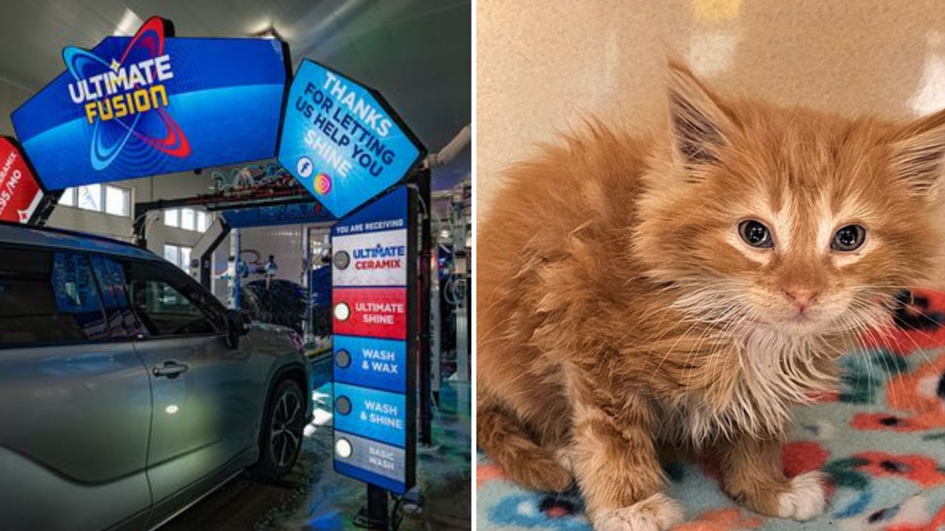 kitten rescued from car wash