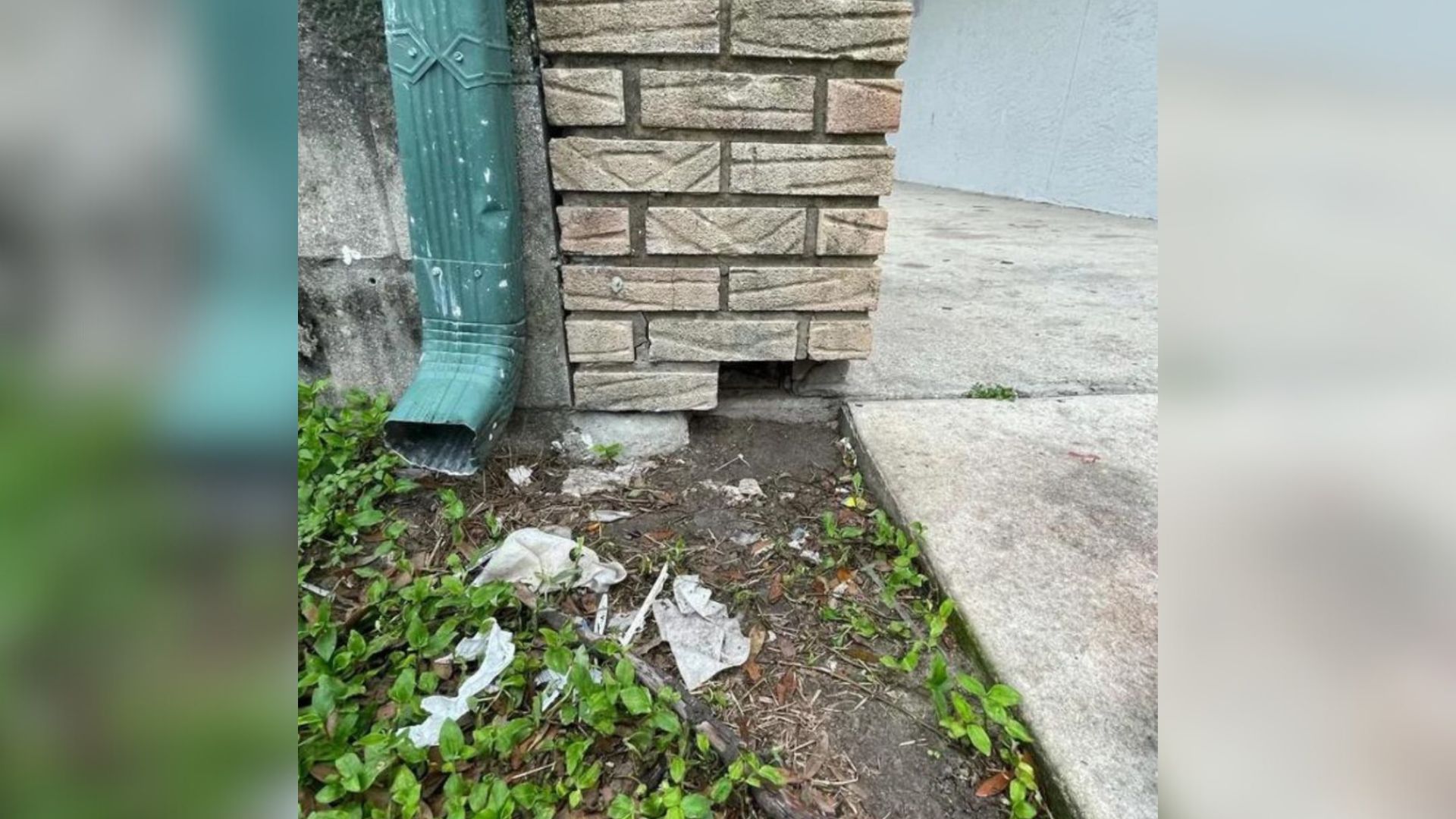 Something Small And Alone Hiding In A Wall Sparks Heroic Rescue In Florida