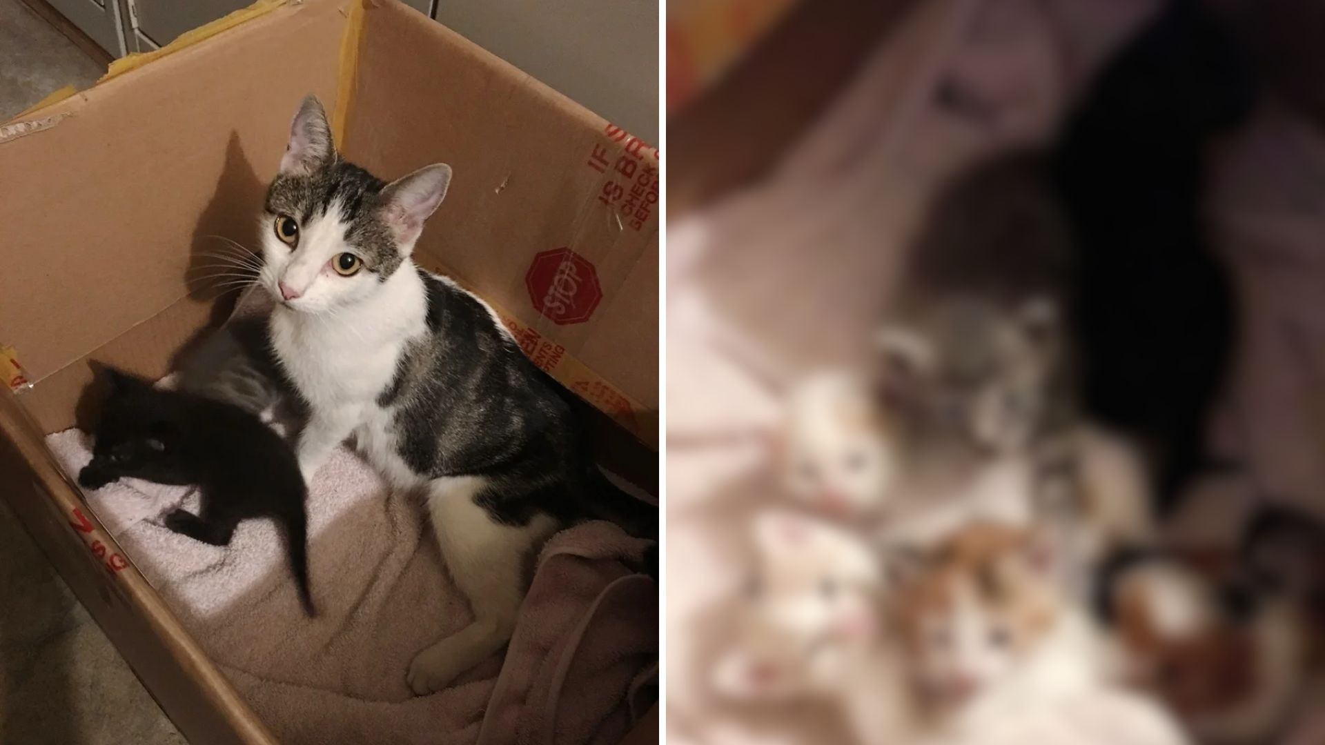 Stray Cat Brings Kittens To Unknown Man's House