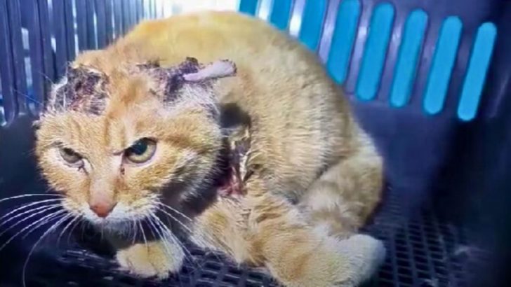 Stray Cat Found With Ears That Appear Brutally Chewed By Rats Leaves Rescuers In Shock